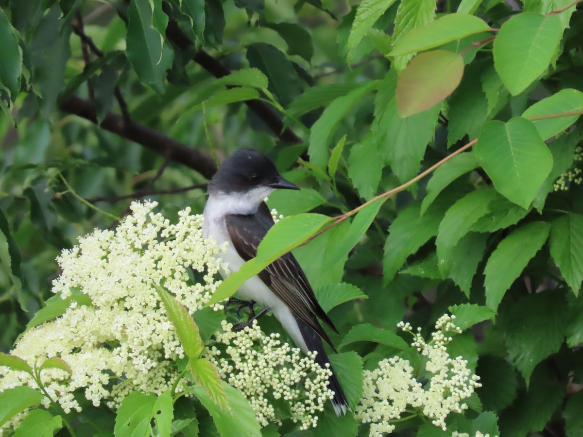 Eastern Kingbird - Sue and Tom Santeusanio