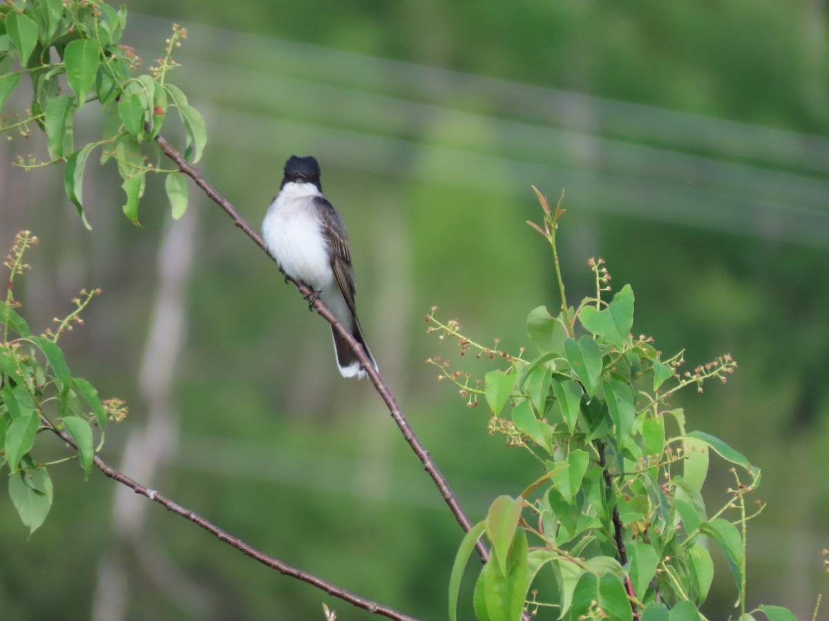 Eastern Kingbird - ML620382353