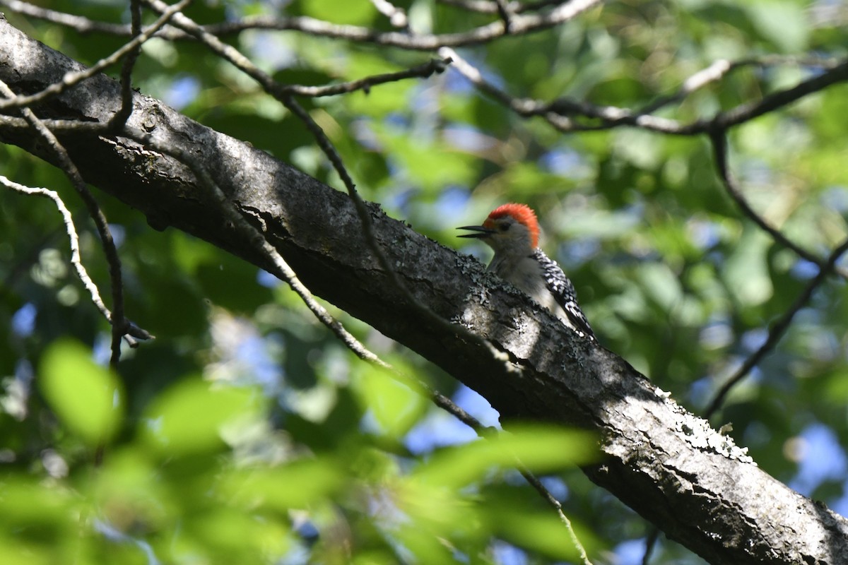 Red-bellied Woodpecker - ML620382360