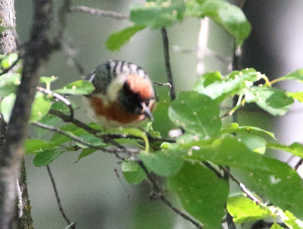 Bay-breasted Warbler - ML620382361