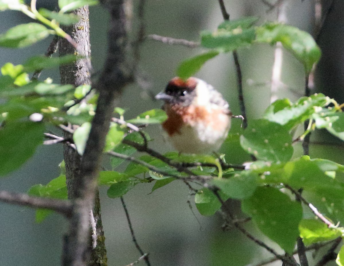 Bay-breasted Warbler - ML620382362