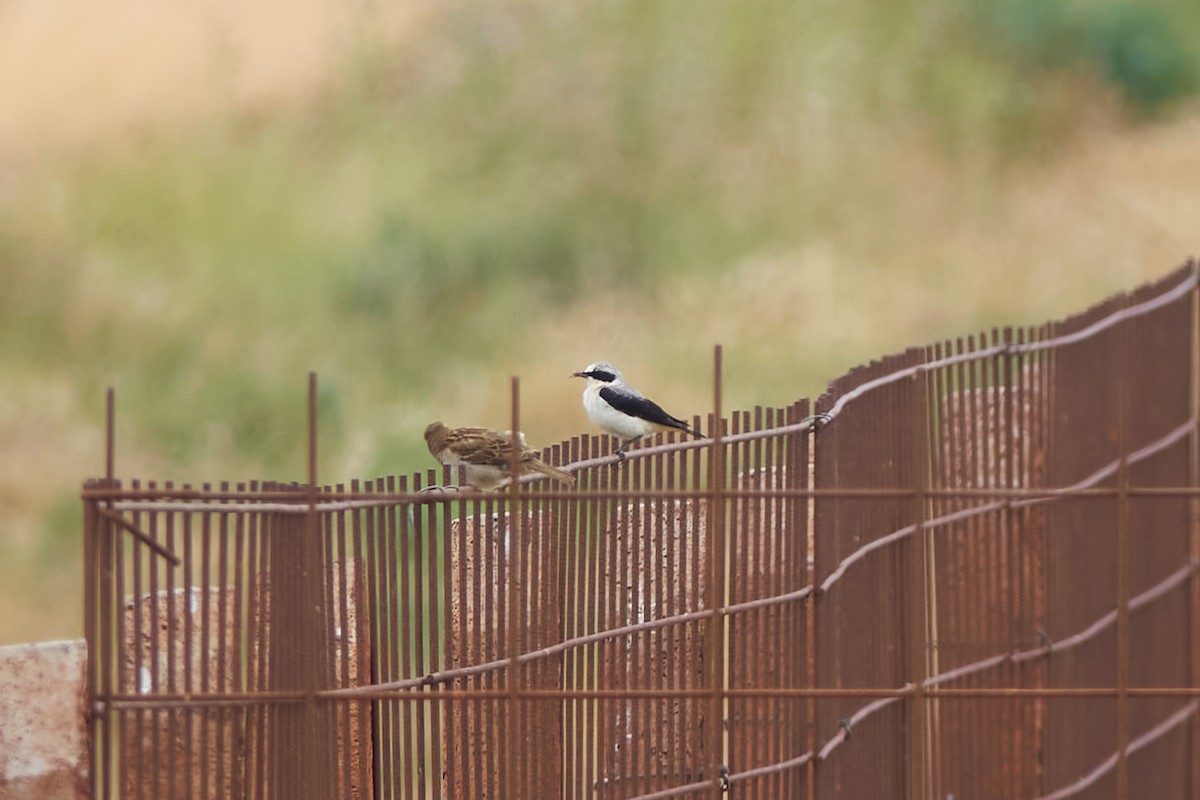 Northern Wheatear - ML620382364