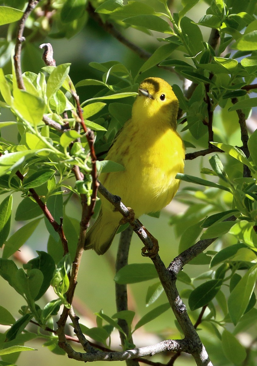 Paruline jaune - ML620382380