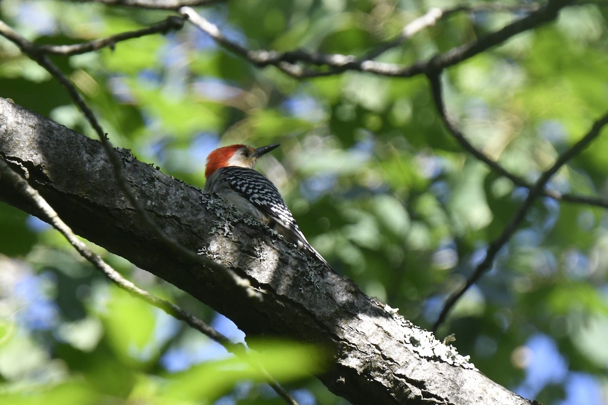 Red-bellied Woodpecker - ML620382388