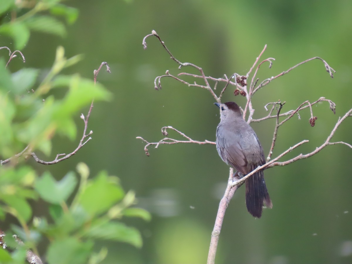 Gray Catbird - ML620382395