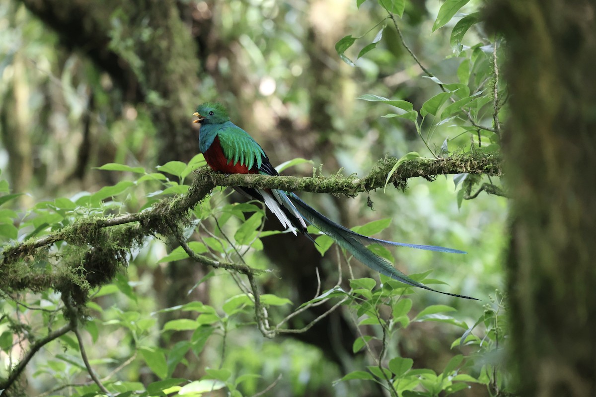 Quetzal resplendissant - ML620382396