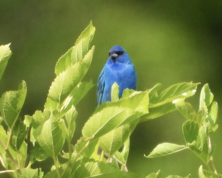 Indigo Bunting - ML620382397