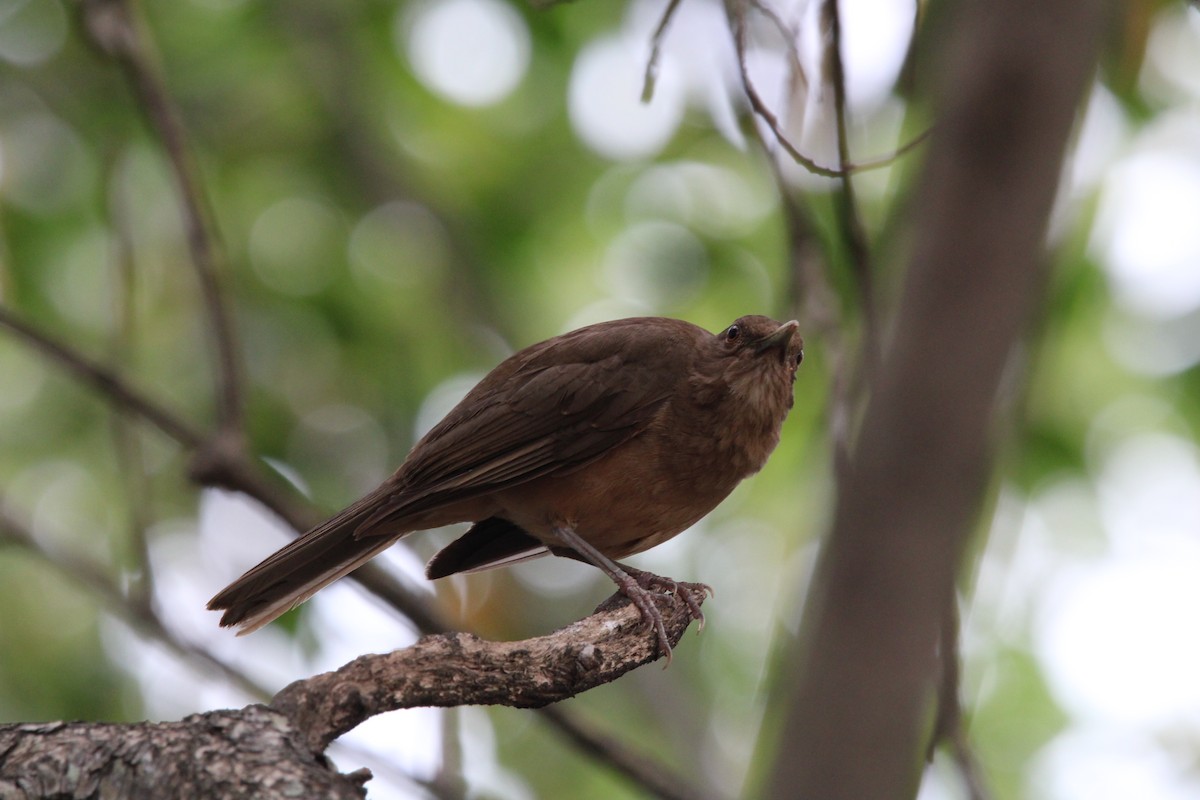 Clay-colored Thrush - ML620382399