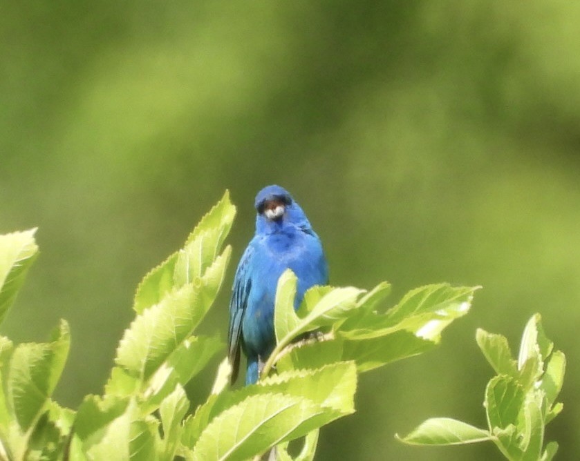 Indigo Bunting - James Allen