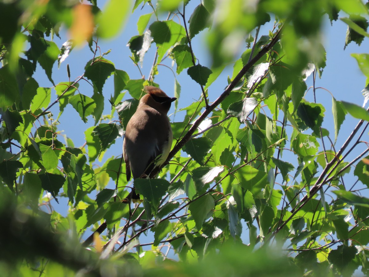 Cedar Waxwing - ML620382412