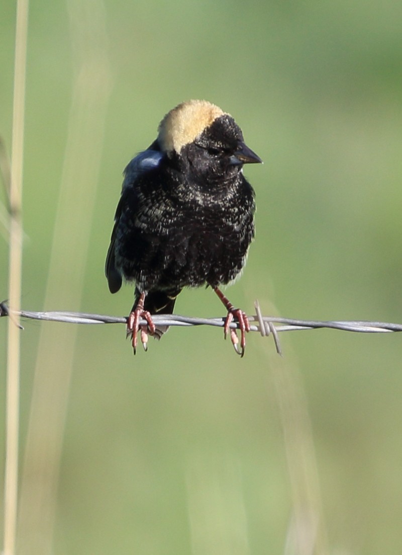 bobolink americký - ML620382419