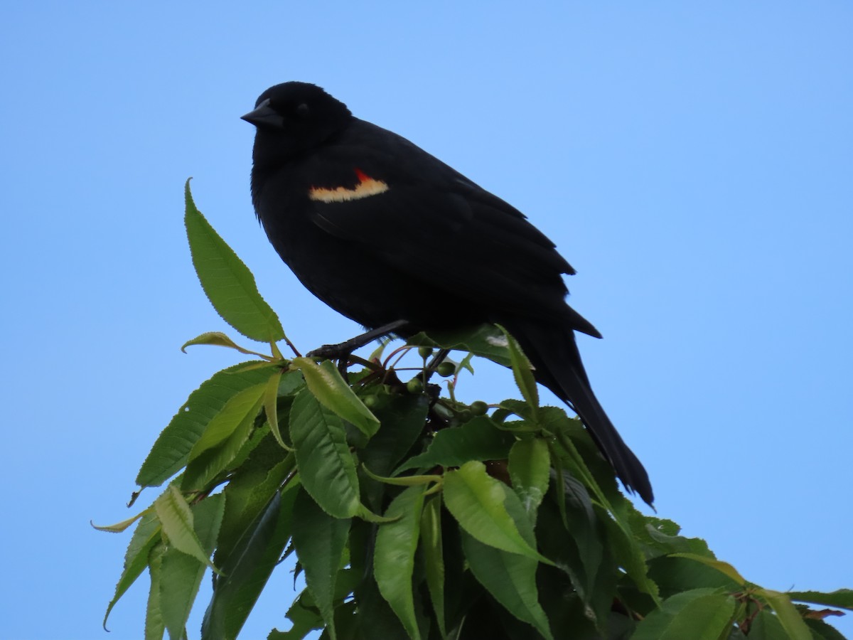 Red-winged Blackbird - ML620382423