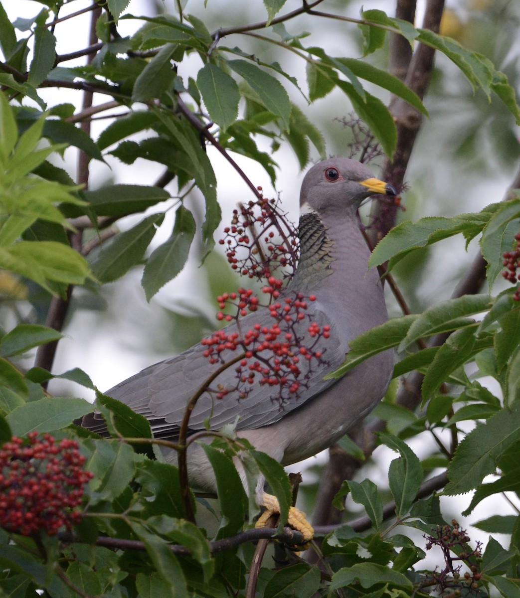 Band-tailed Pigeon - ML620382434