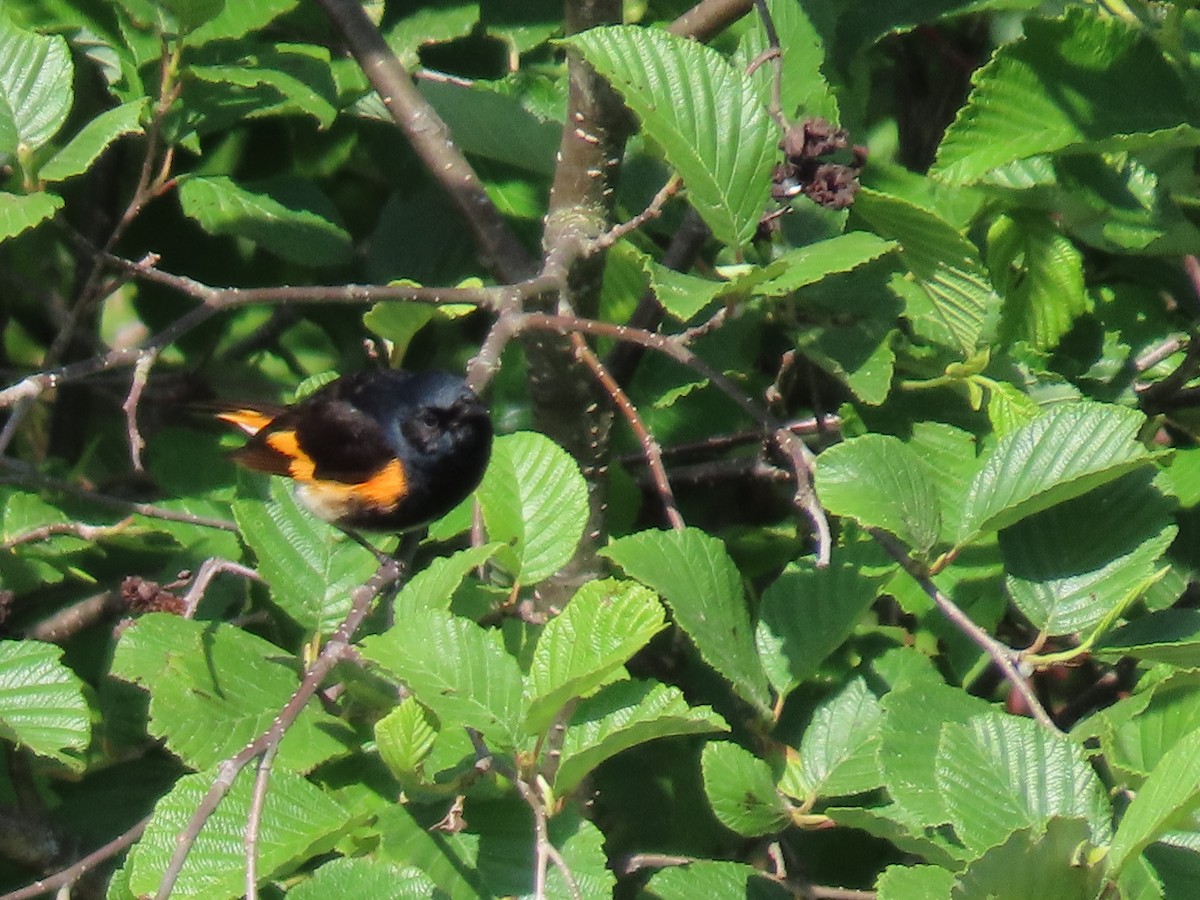 American Redstart - ML620382435