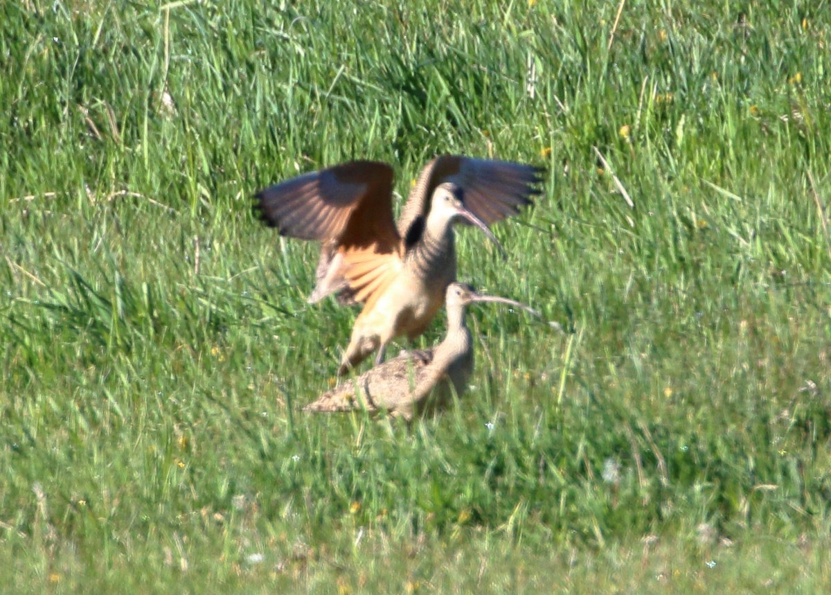 Long-billed Curlew - ML620382438