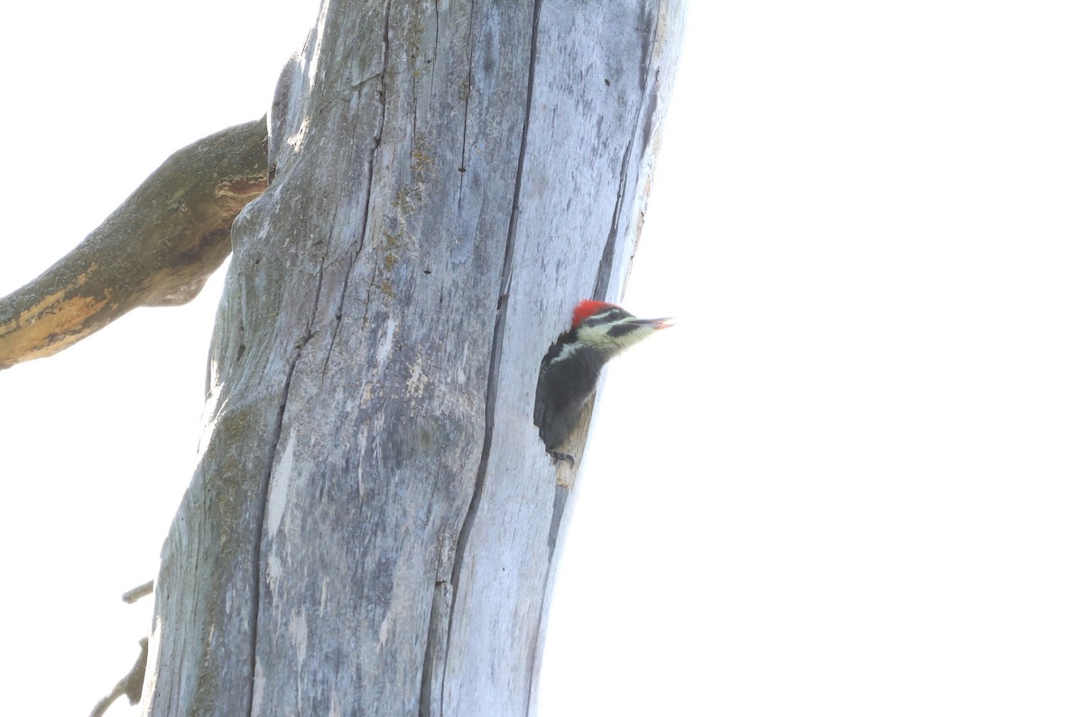 Pileated Woodpecker - ML620382445