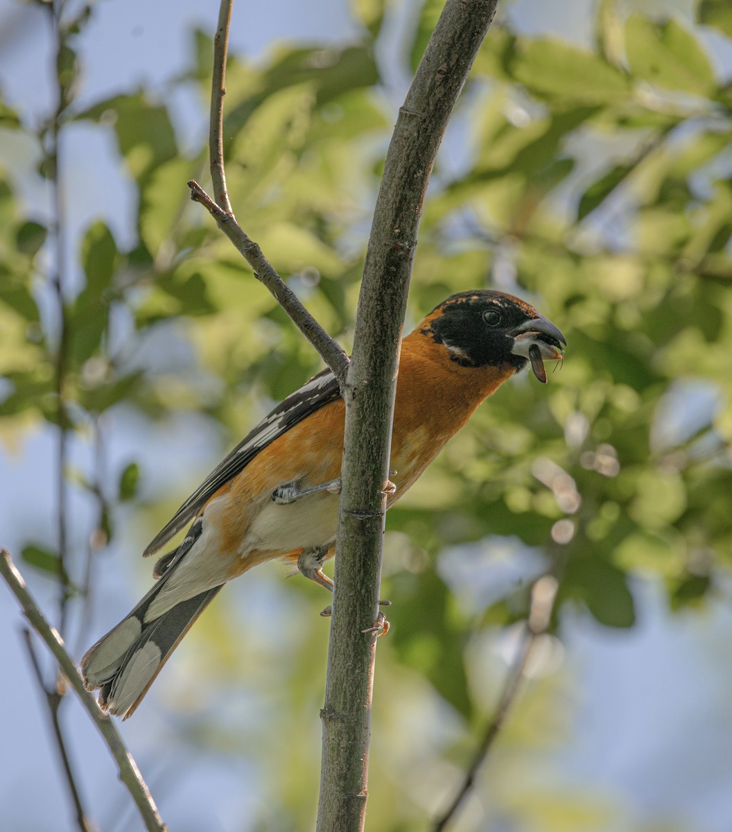 Black-headed Grosbeak - ML620382446