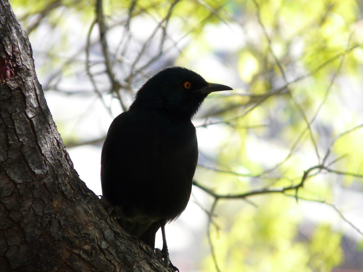 Pale-winged Starling - ML620382448