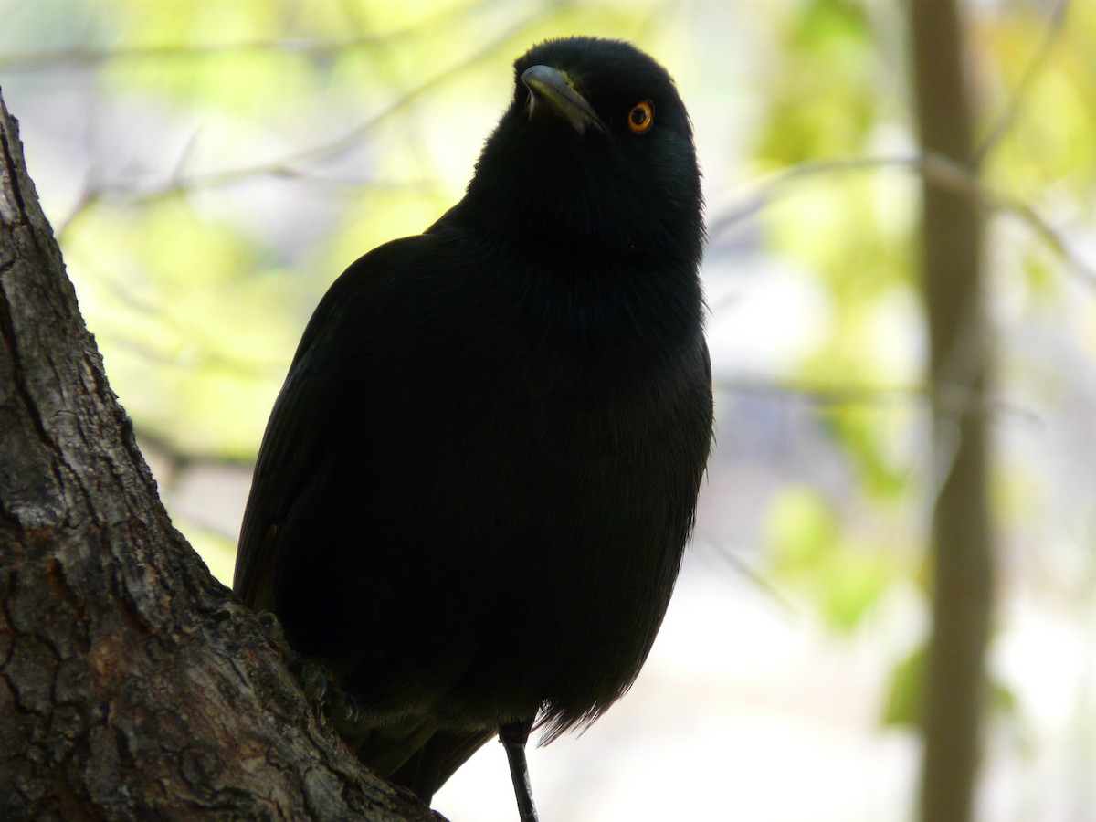 Pale-winged Starling - ML620382449