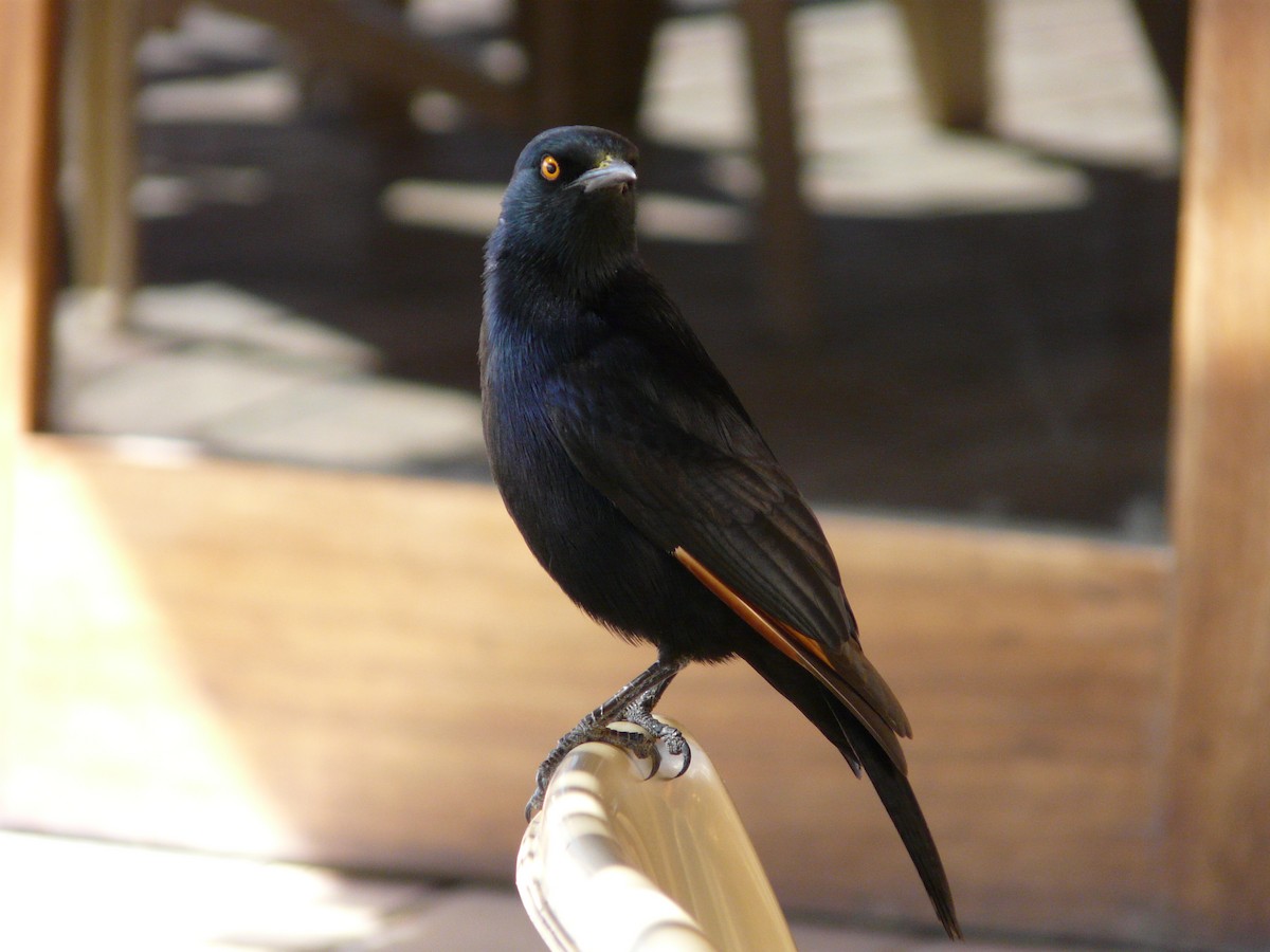 Pale-winged Starling - ML620382450