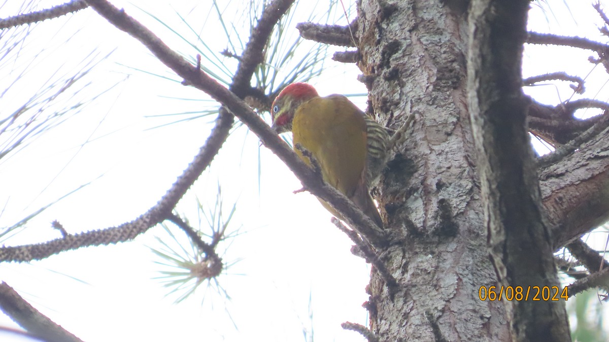 Stripe-cheeked Woodpecker - ML620382452