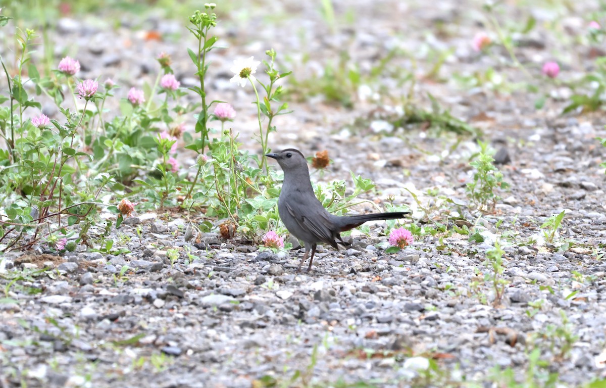 Gray Catbird - ML620382453