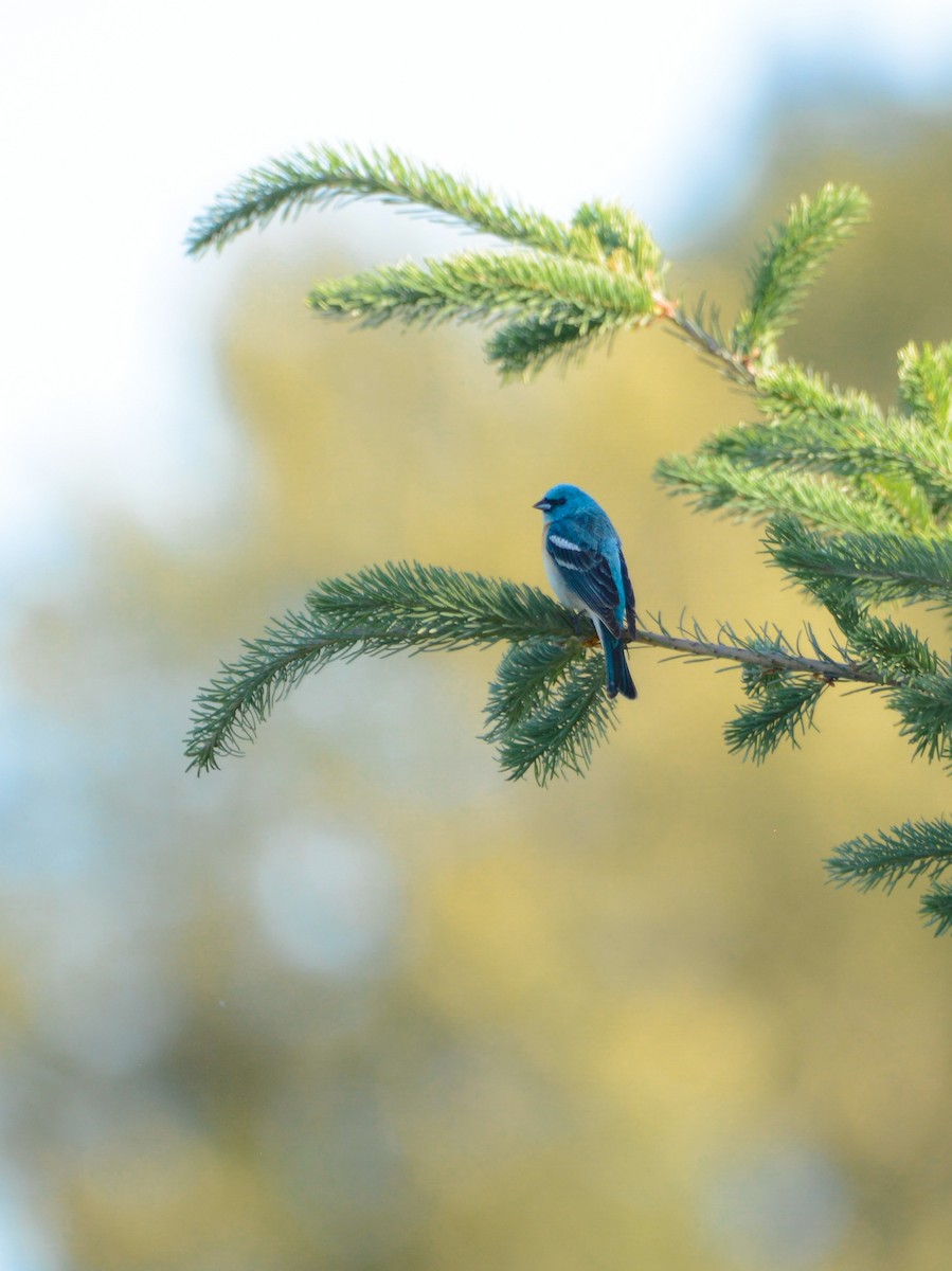 Lazuli Bunting - ML620382454