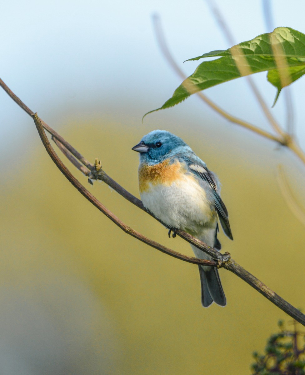 Lazuli Bunting - ML620382455