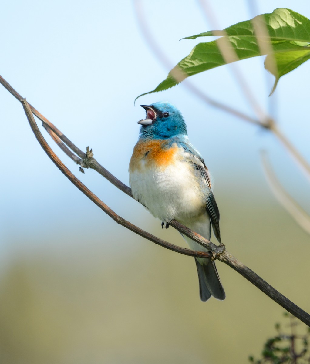 Lazuli Bunting - ML620382456