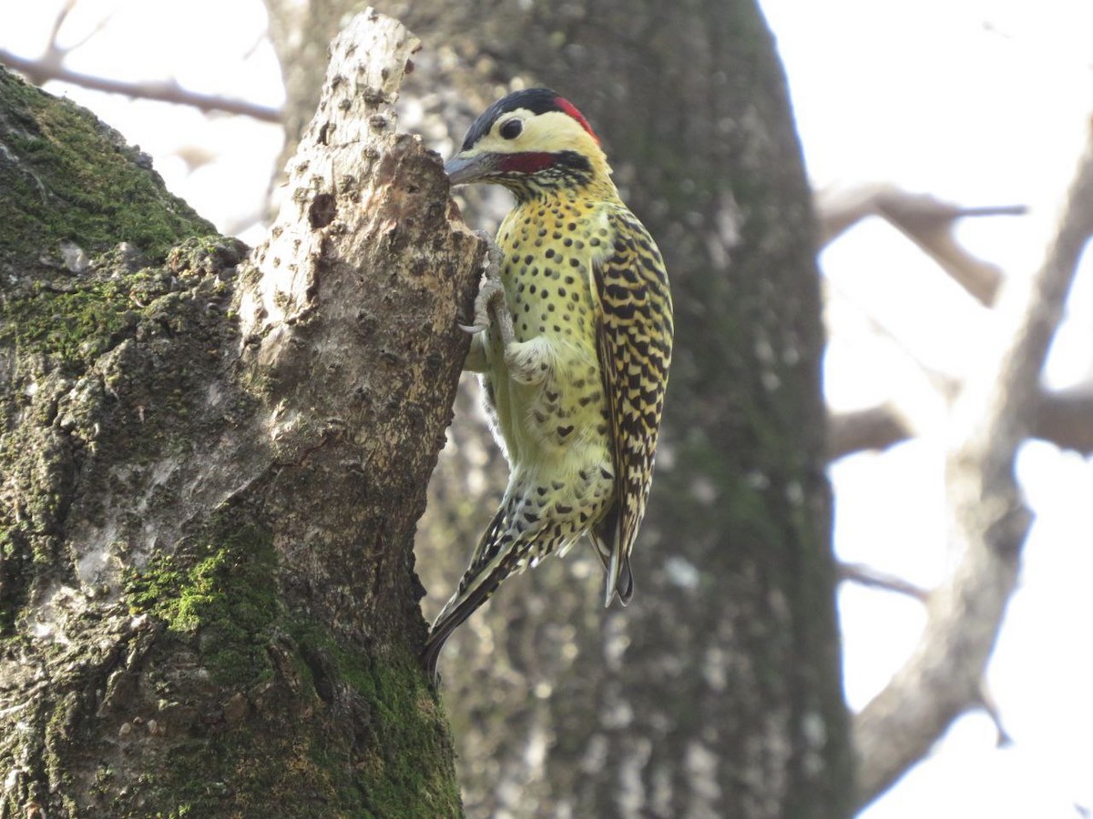 Green-barred Woodpecker - ML620382460