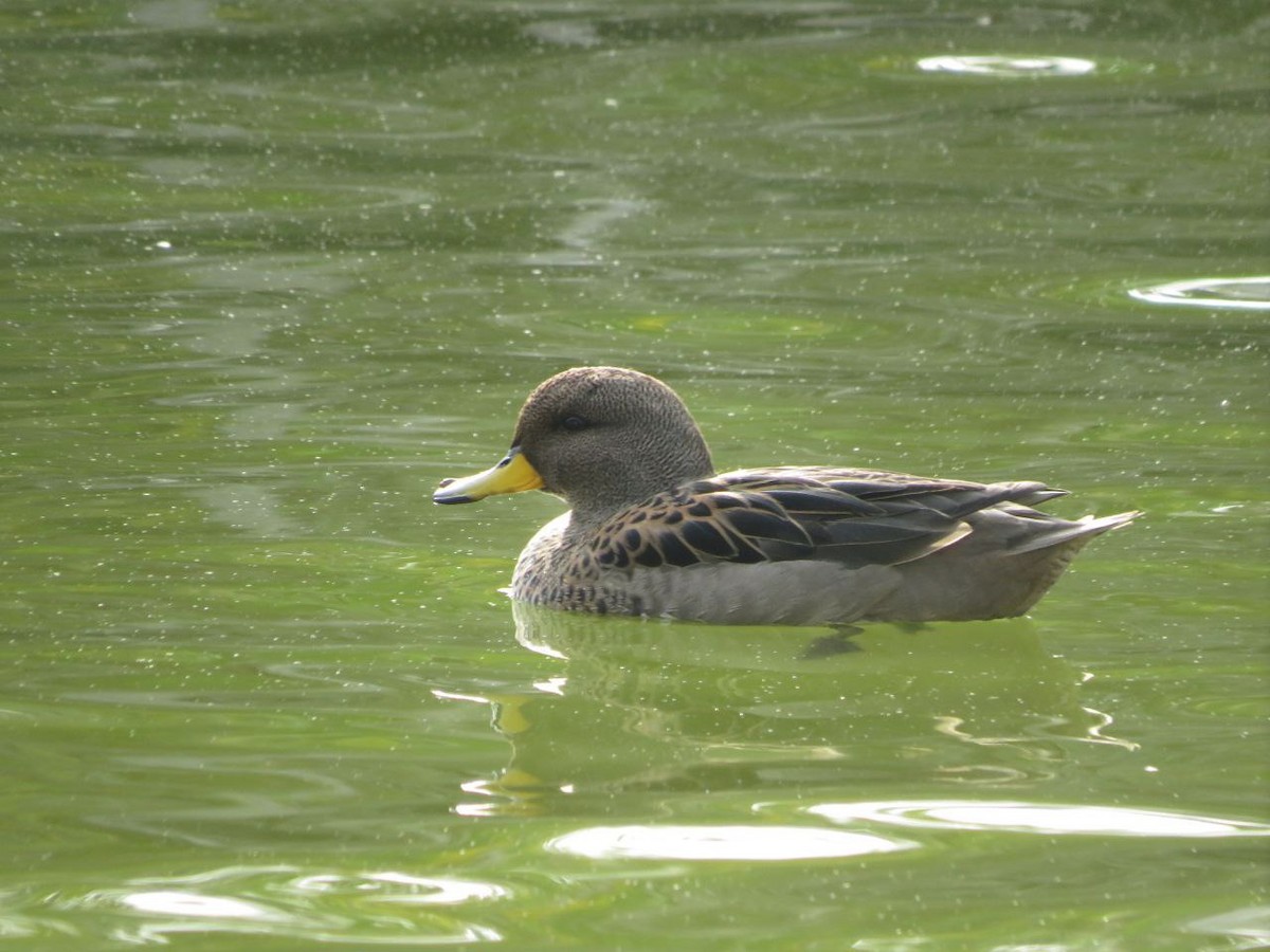 Yellow-billed Teal - Ezequiel Vera