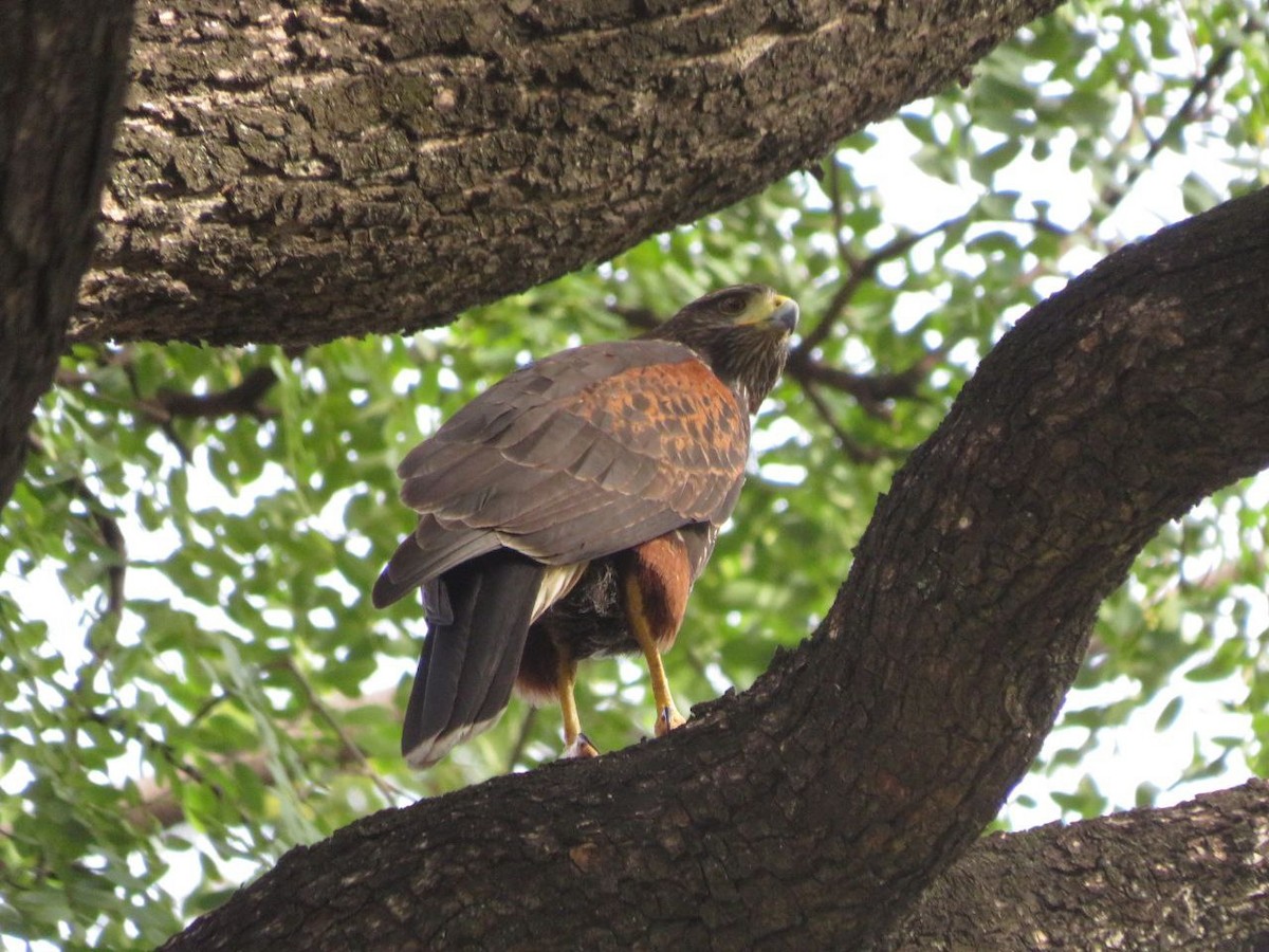 Harris's Hawk - ML620382466