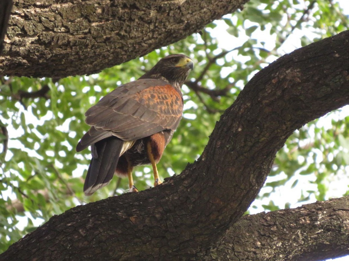 Harris's Hawk - ML620382467