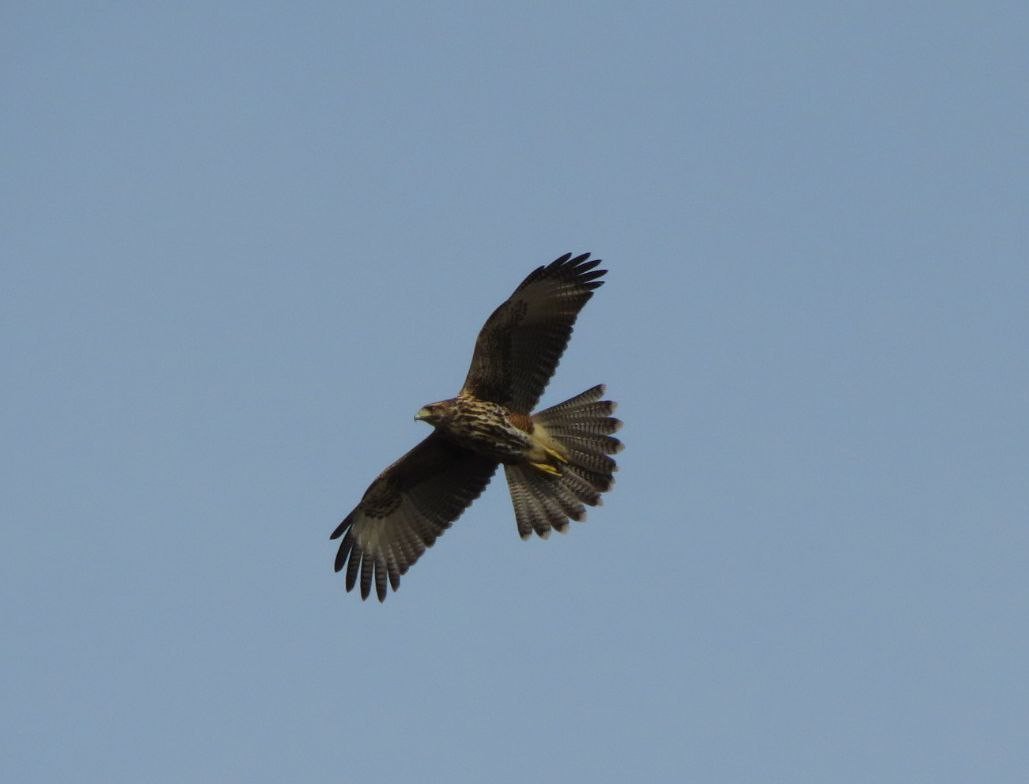 Harris's Hawk - ML620382468