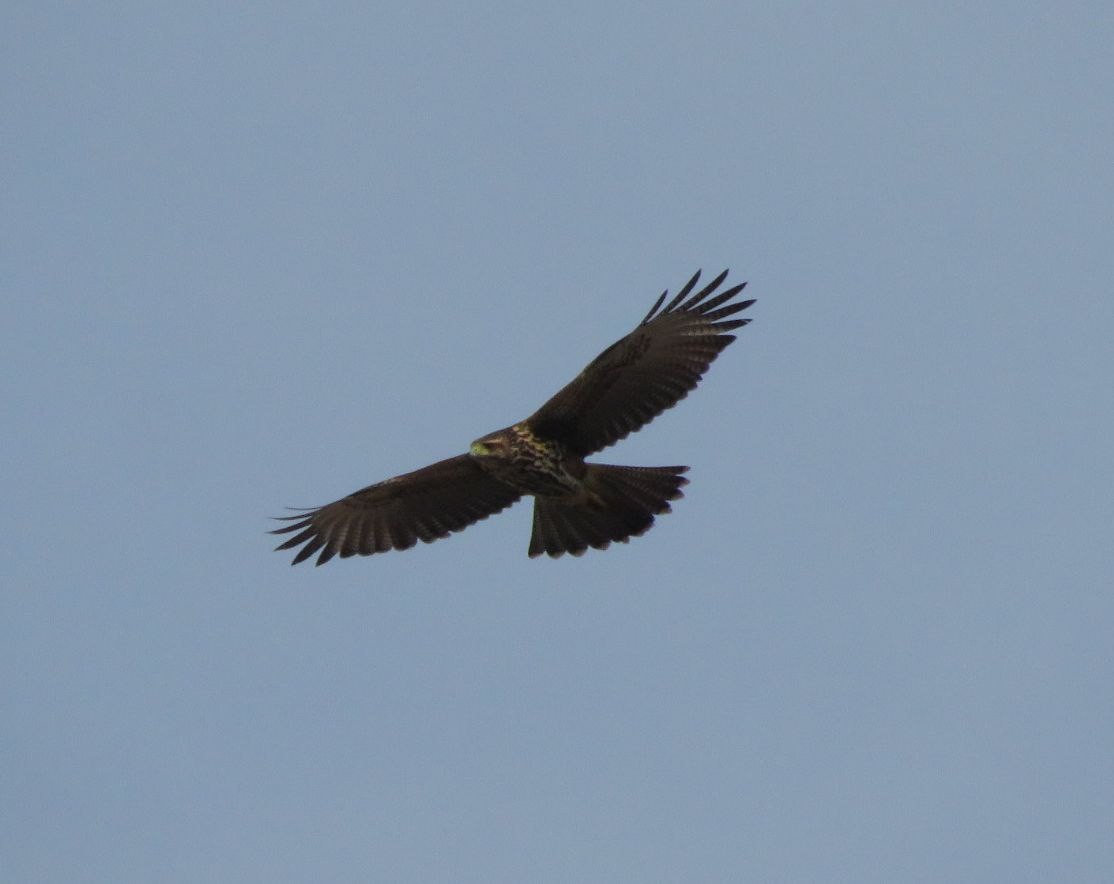 Harris's Hawk - ML620382469