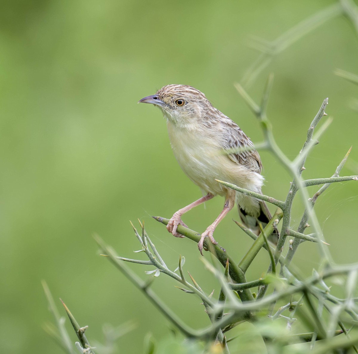 Ashy Cisticola - ML620382472