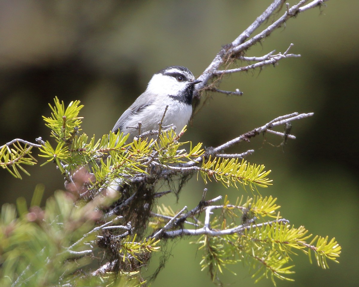 Mountain Chickadee - ML620382478