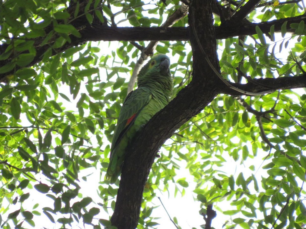 アオボウシインコ - ML620382481