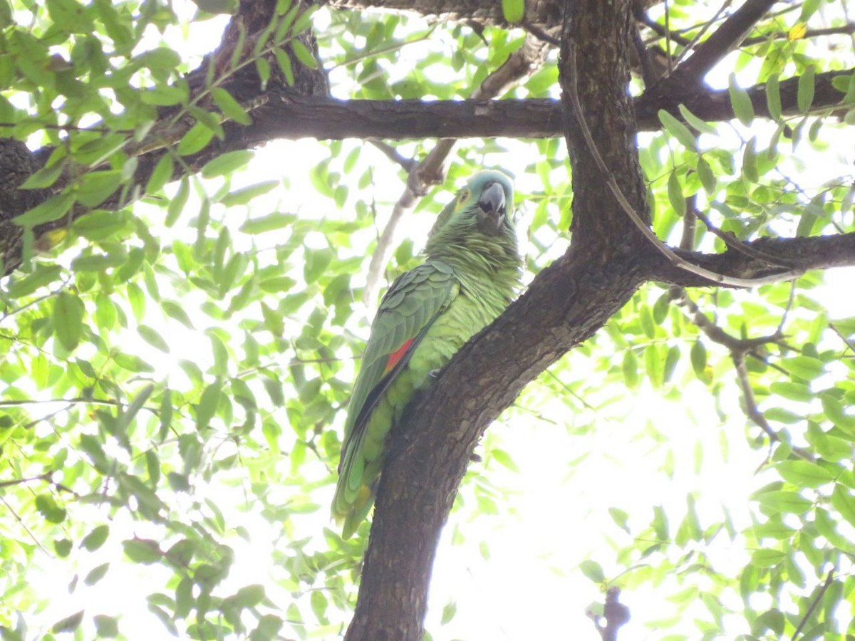 Turquoise-fronted Parrot - ML620382482