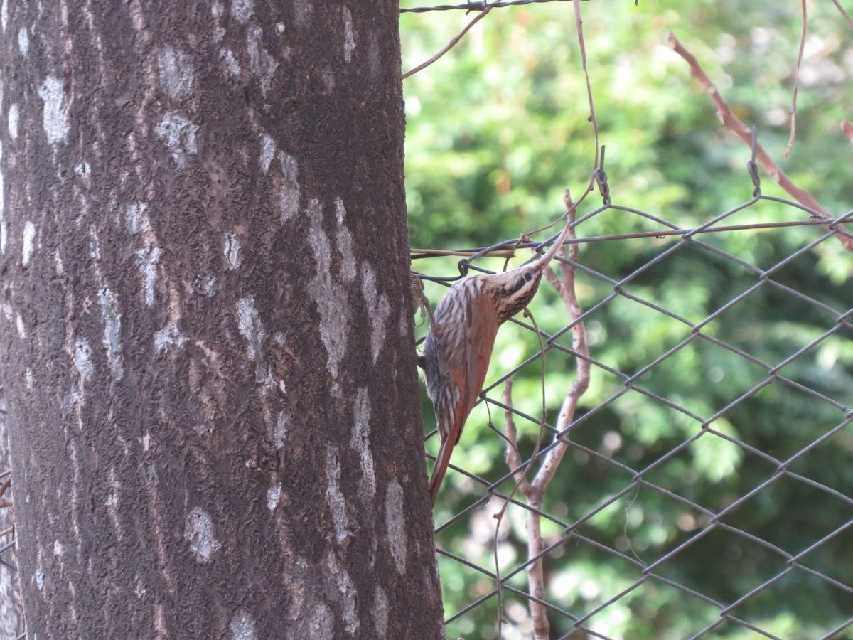 Narrow-billed Woodcreeper - ML620382488