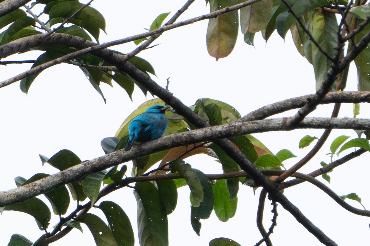 Blue Dacnis - Marcel Holyoak