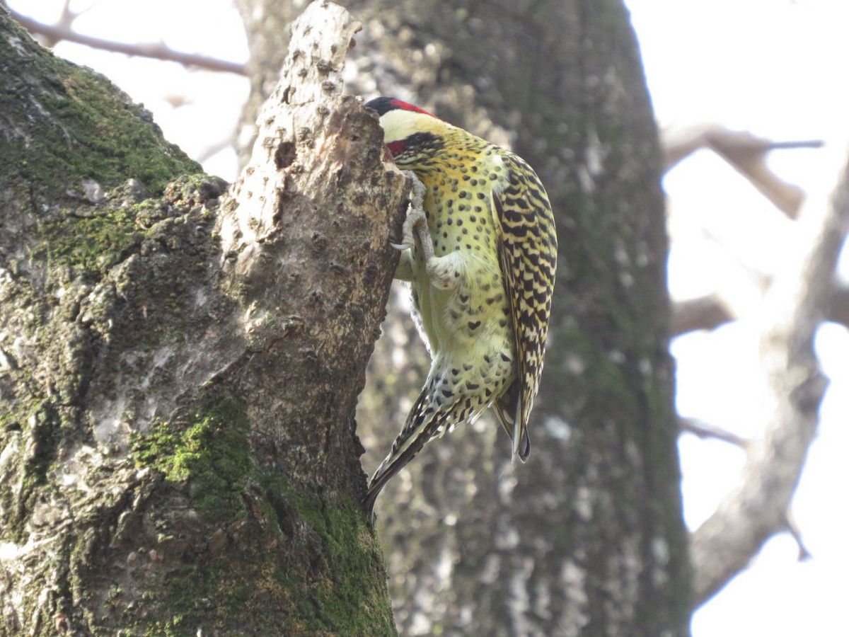 Green-barred Woodpecker - ML620382498