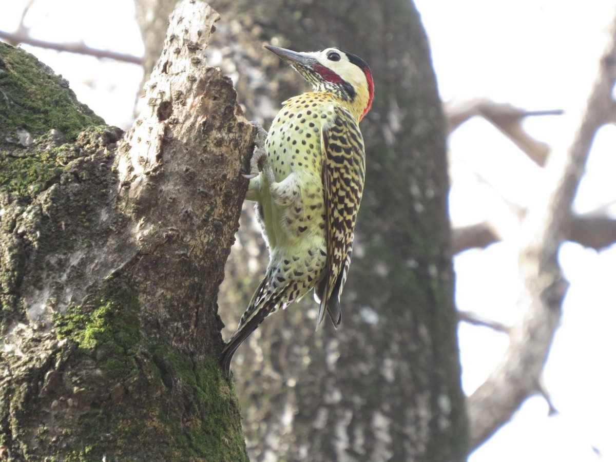 Green-barred Woodpecker - ML620382499