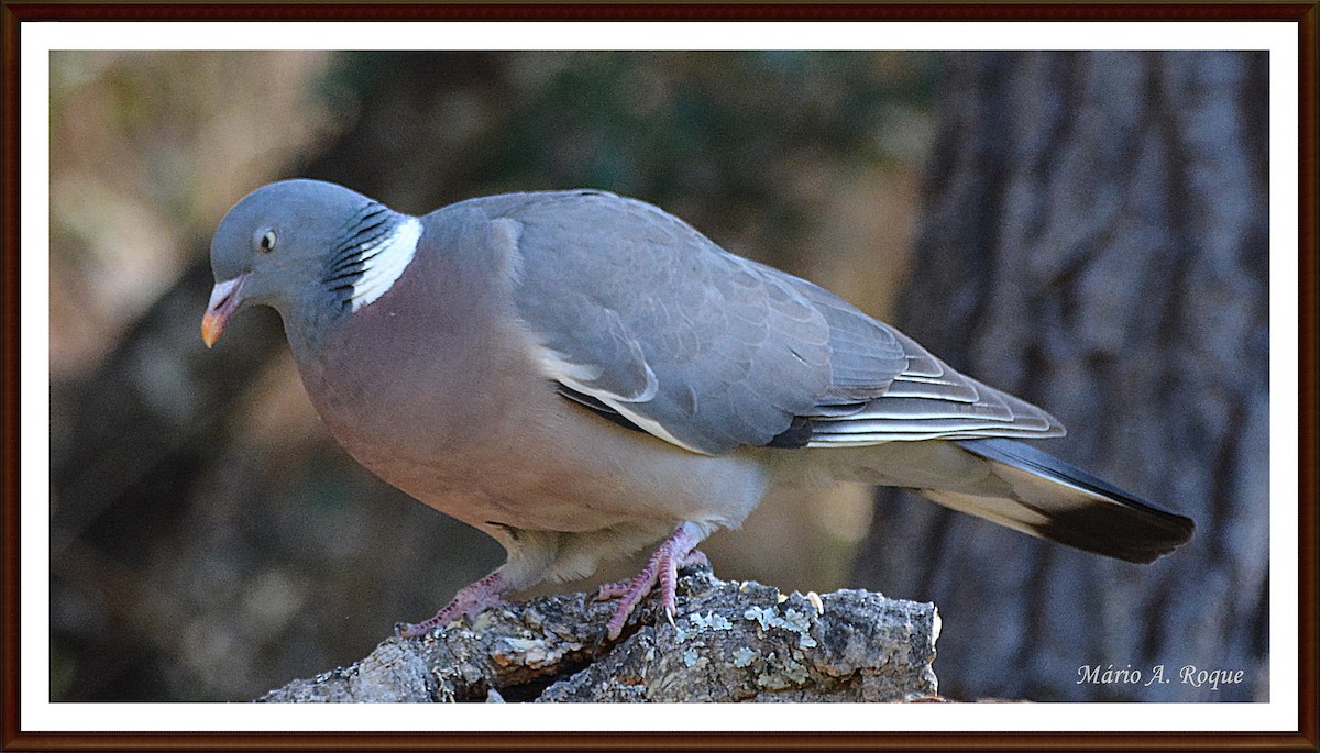 Common Wood-Pigeon - ML620382500