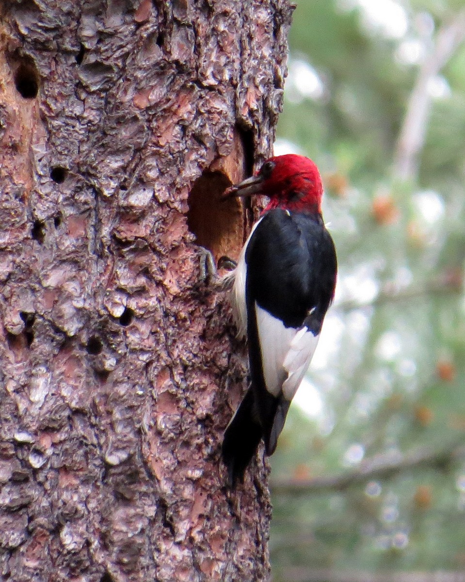 Red-headed Woodpecker - ML620382505