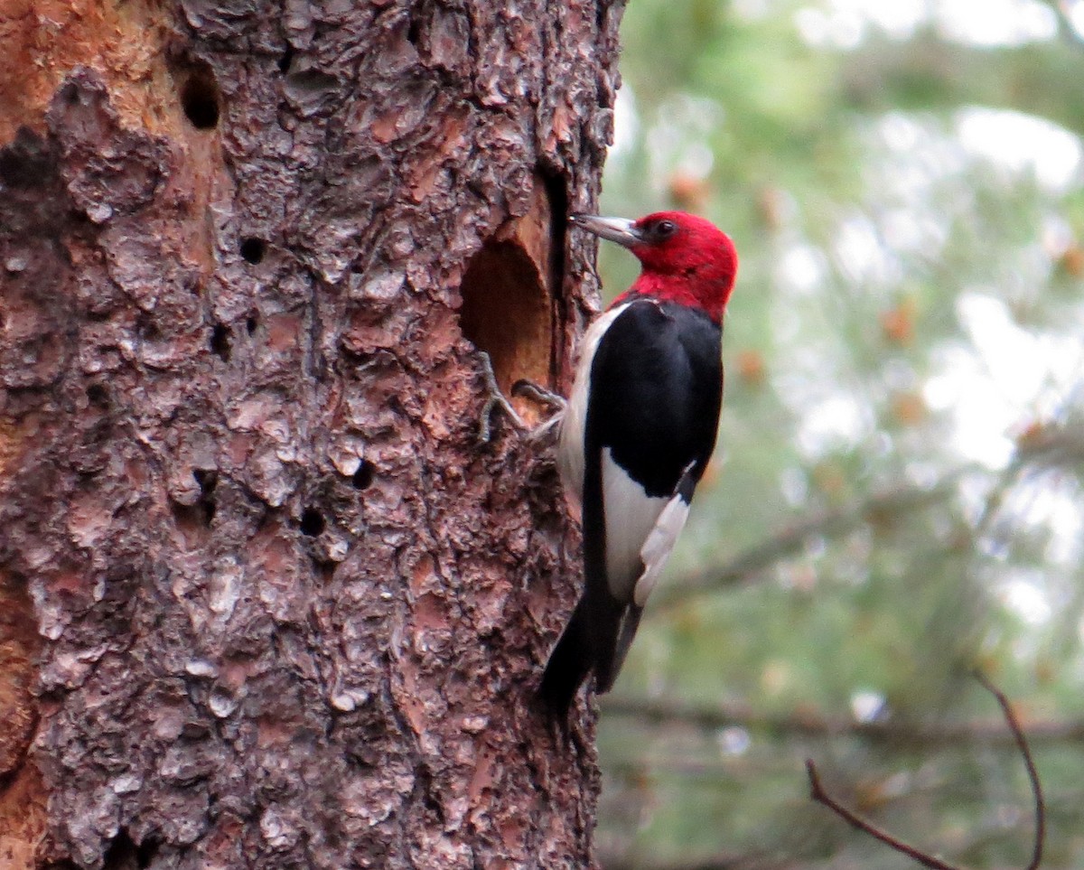 Red-headed Woodpecker - ML620382506