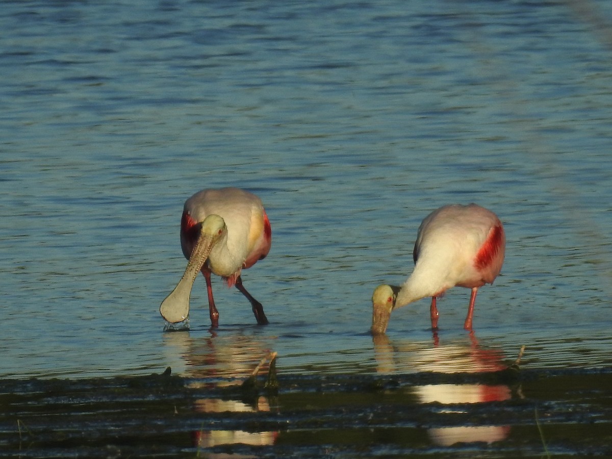 Roseate Spoonbill - ML620382507