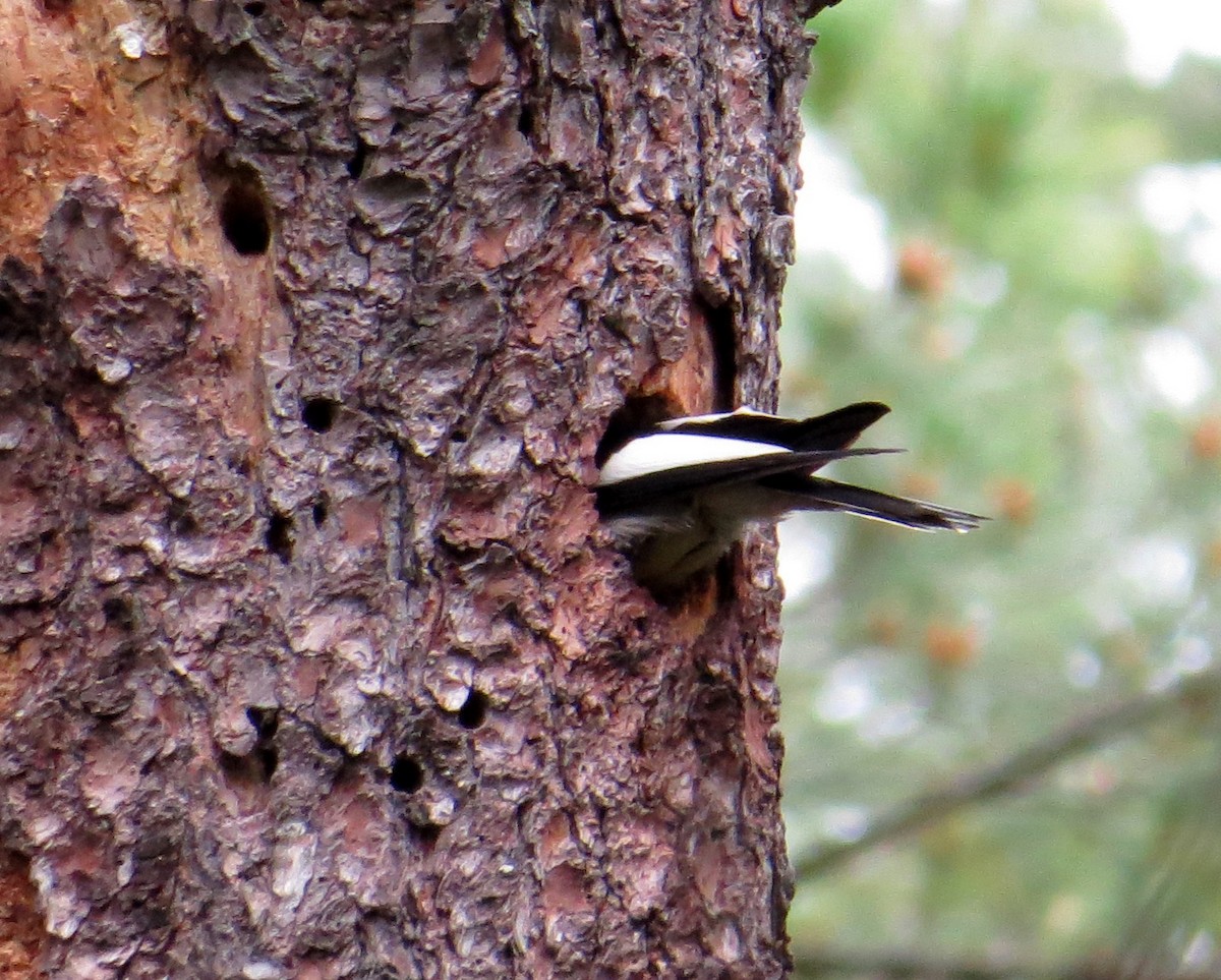 Red-headed Woodpecker - ML620382508