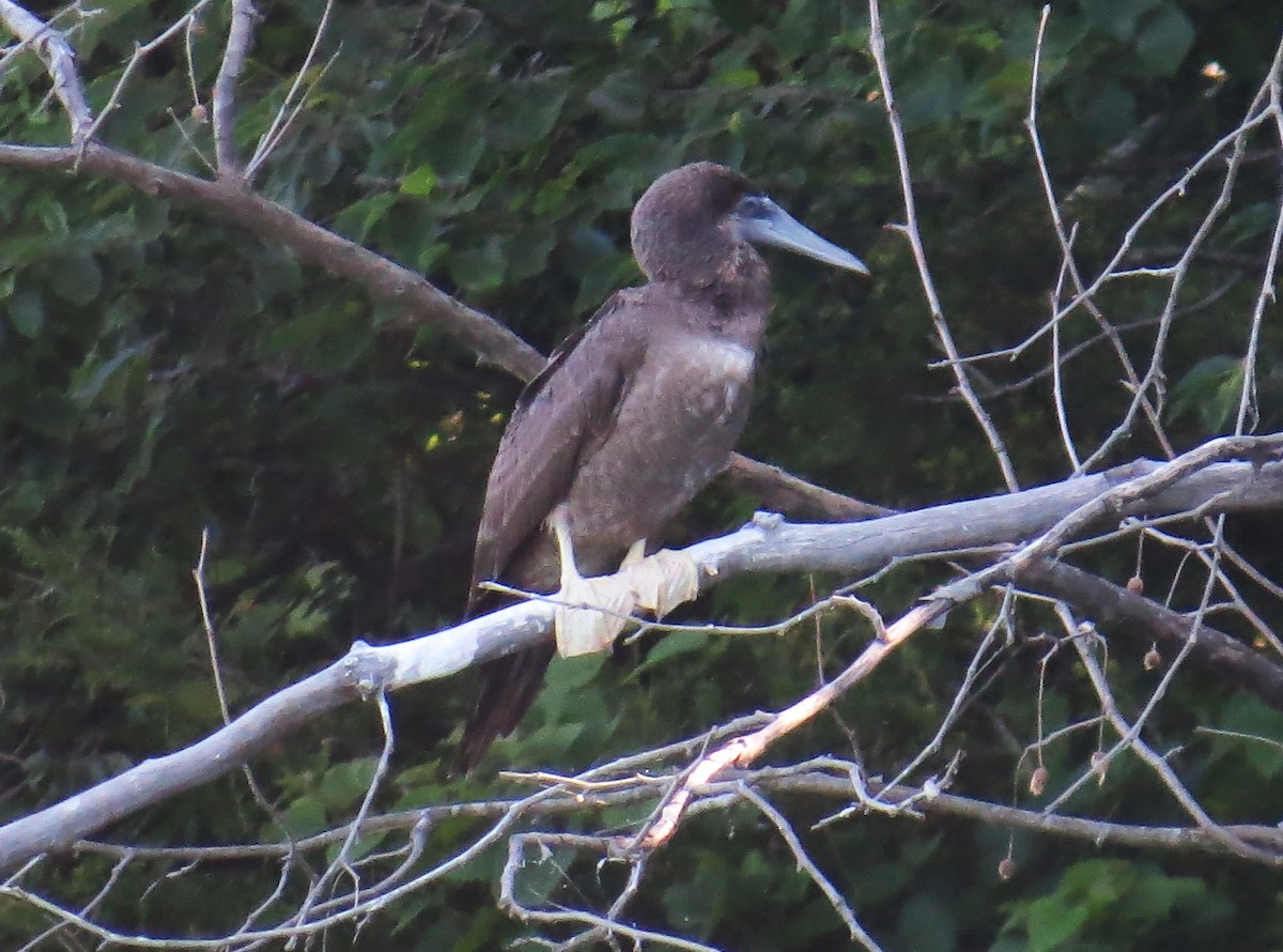 Brown Booby - ML620382509