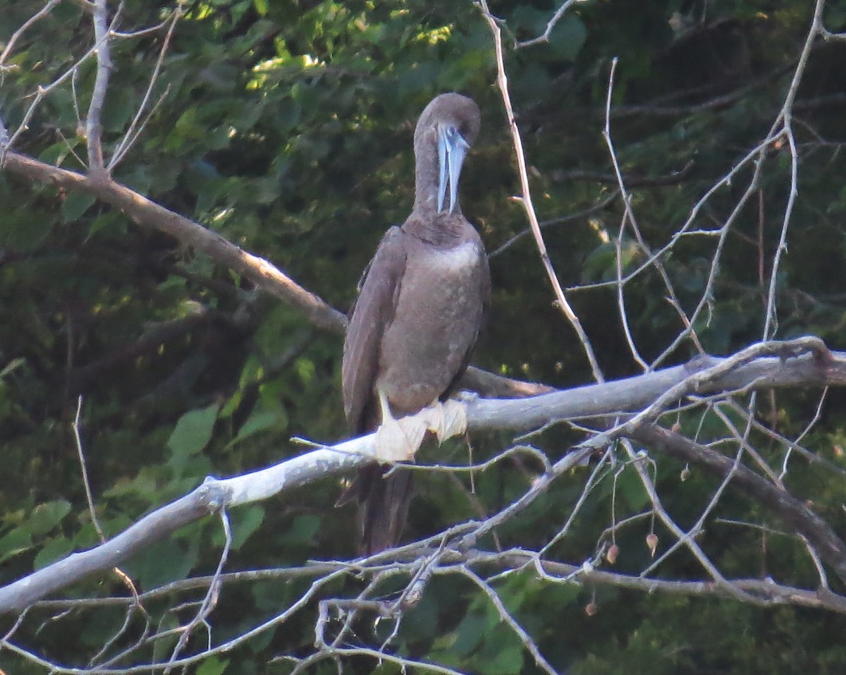 Brown Booby - ML620382511